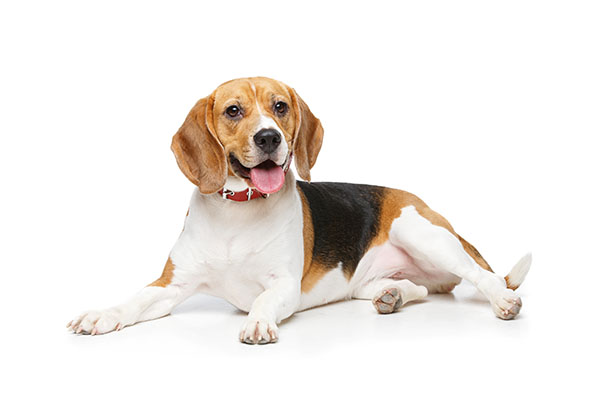 beautiful beagle dog isolated on white